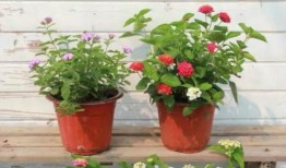 贵阳八卦爆料事件视频最新,揭秘事件背后惊人真相